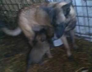Vand catei ciobanesc belgian malinois . ptr Paza si Protectie. tel.0768269690.