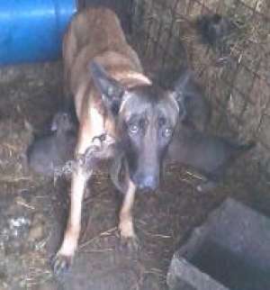 Vand catei ciobanesc belgian malinois . ptr Paza si Protectie. tel.0768269690.