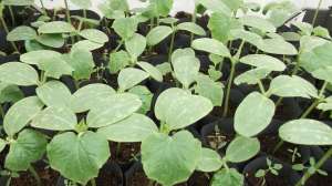 rasaduri legume 2013 cu certificat de garantie