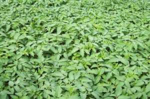 rasaduri legume 2013 cu certificat de garantie
