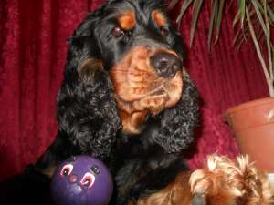 Ofer mascul cocker spaniel pentru imperechere