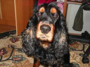 Ofer mascul cocker spaniel pentru imperechere