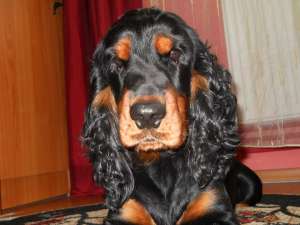 Ofer mascul cocker spaniel pentru imperechere