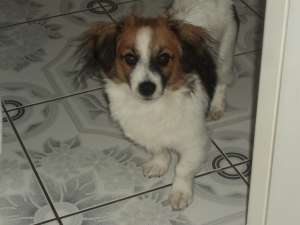 Dau la imperechiat urgent un catelas mascul