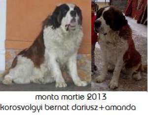 vand pui saint bernard cu pedigree