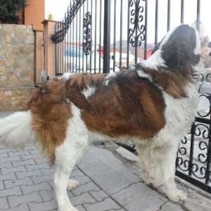 vand pui saint bernard cu pedigree
