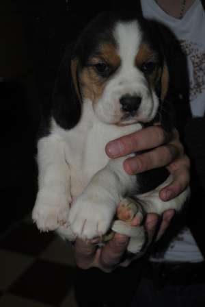 vand pui beagle