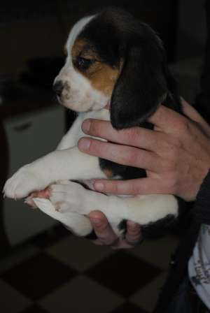 vand pui beagle