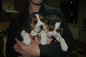 vand pui beagle