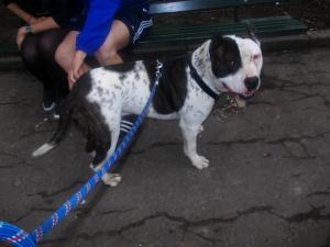monta amstaff