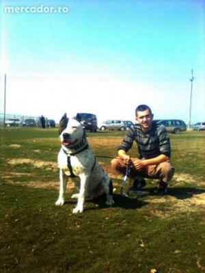 monta amstaff