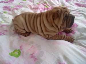 Vand Shar Pei  URGENT !!