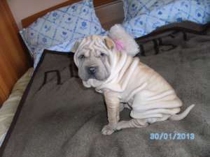 Vand Shar Pei  URGENT !!