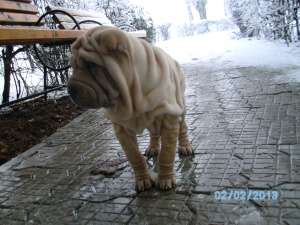 Vand Shar Pei  URGENT !!