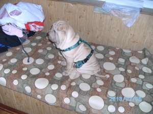 Vand Shar Pei  URGENT !!
