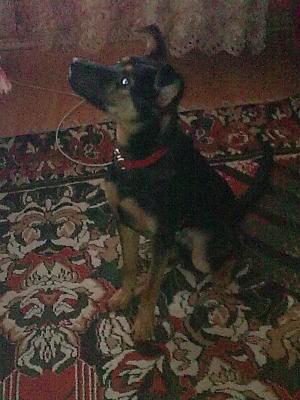 vand urgent metis doberman