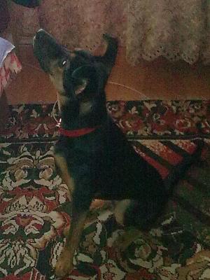 vand urgent metis doberman