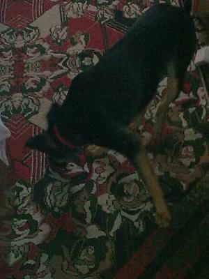 vand urgent metis doberman