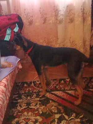 vand urgent metis doberman