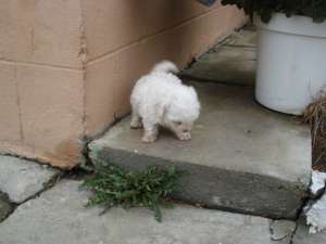 vand  puiuti bichon frise