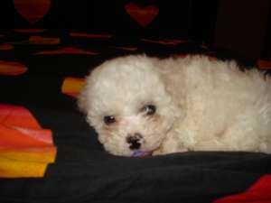 vand  puiuti bichon frise