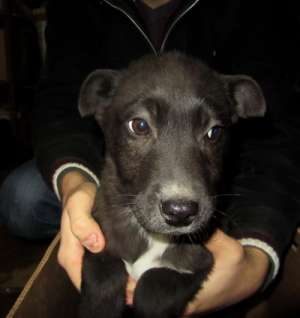 CATEI SPRE ADOPTIE