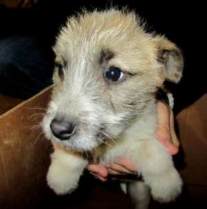 CATEI SPRE ADOPTIE