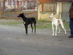 ogary greyhound