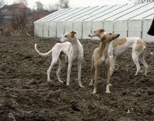 ogary greyhound