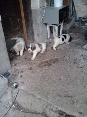 CIOBANESC MIORITIC 4 SAPTAMANI FARA PEDIGREE