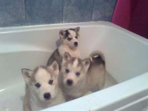 Vand pui Husky 5 saptamani
