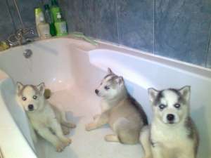 Vand pui Husky 5 saptamani