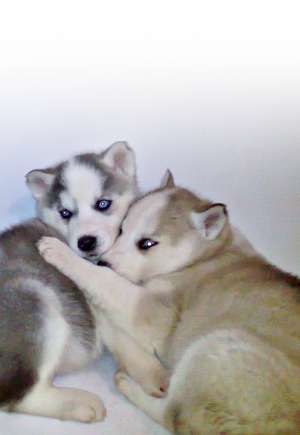Vand pui Husky 5 saptamani