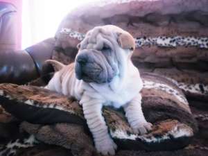Exemplare Superbe SHAR PEI de Vanzare
