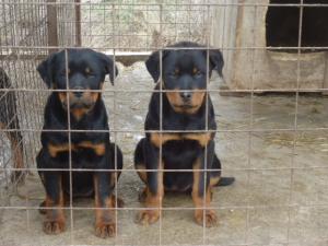 rottweiler pui de vanzare