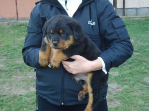 rottweiler pui de vanzare