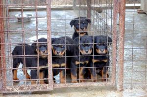 rottweiler pui de vanzare