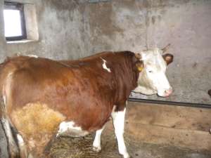 vaca de vanzare