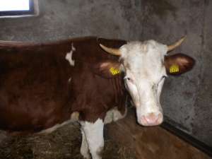 vaca de vanzare