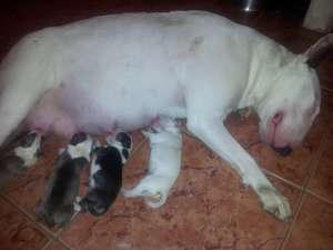 VAND BULL TERRIER CU PEDIGREE