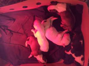 VAND BULL TERRIER CU PEDIGREE