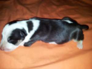 VAND BULL TERRIER CU PEDIGREE
