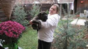 vand dogo canario / presa canario