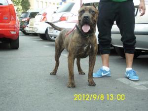 Presa Canario De vanzare