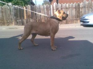 Presa Canario De vanzare