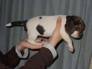 Vand catei Beagle pret 500 ron