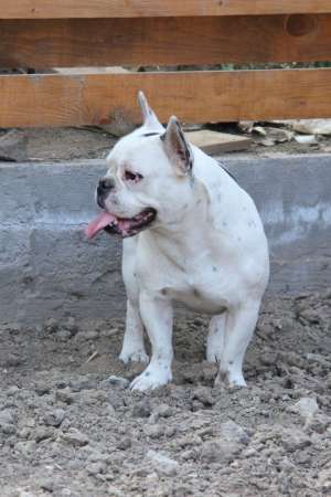 bulldog francez pentru monta