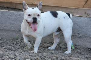 bulldog francez pentru monta
