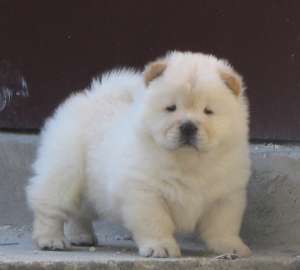 CHOW CHOW