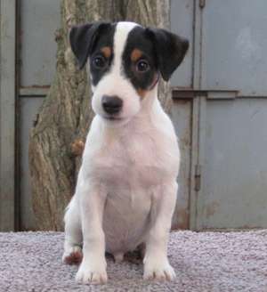 JACK RUSSELL TERIER